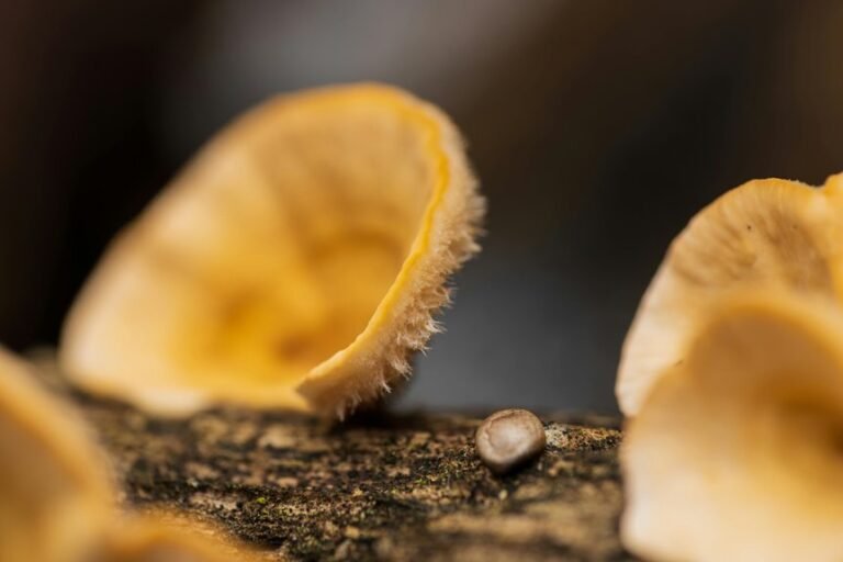 centralized identifier integrity log